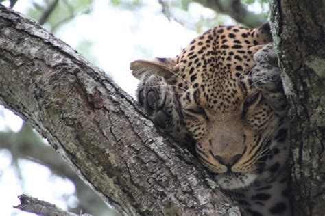 Ilmaisia Kuvia Luonto Villieläimet Eläimistö Leopardi Eläimet
