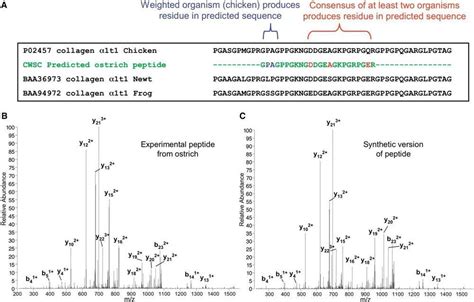 Protein Sequences From Mastodon And Tyrannosaurus Rex Revealed By Mass Spectrometry