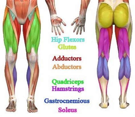 Anatomy muscles lower back, anatomy of lower back and buttocks related posts of anatomy of lower back diagram. Lower body major muscle diagram | anatomy | Pinterest | Legs, Muscle and Lower bodies