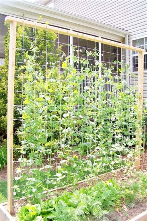 9 Amazing Diy Ideas How To Make Tomato Trellis Garden Trellis Backyard Trellis Tomato Trellis