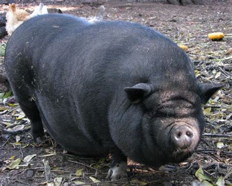 Fat Pig Animal