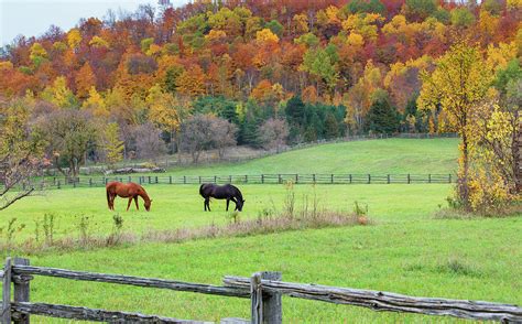 Horses Contentedly Grazing In Fall Pasture Photograph By Peter Pauer