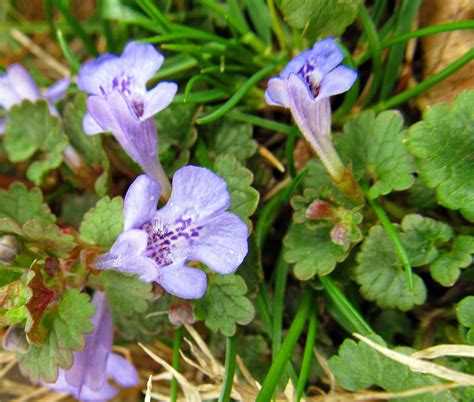 Wildflowers of Western Pennsylvania | Wild flowers, Flower ...