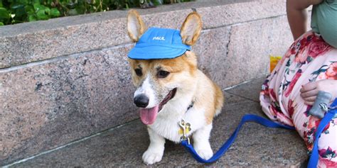Customizable Hats Protect Your Pup From The Summer Sun
