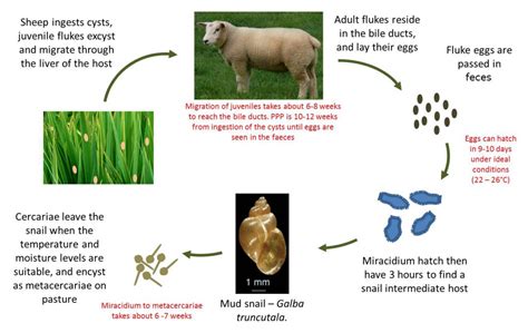 Internal structure of liver fluke with corresponding designations. Farm Health Online - Animal Health and Welfare Knowledge ...