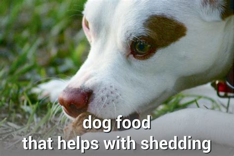 The 8 best dog foods for shedding. An Expert Guide On Choosing Dog Foods That Help With ...