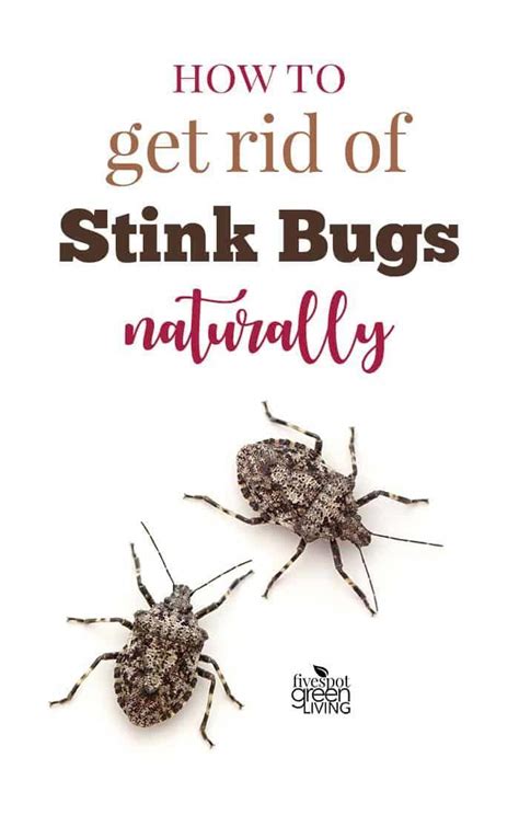 How To Get Rid Of Stink Bugs Naturally Via Fivespotgrnvlvng