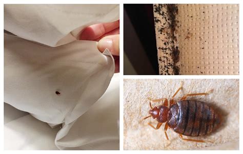 Get Rid of Bugs and Crawling Insects Fast and Easy • Everyday Cheapskate