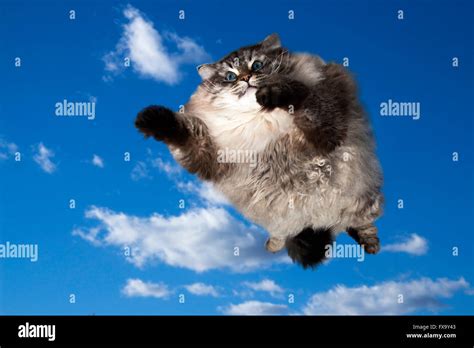 Funny Cat Flying In The Sky Stock Photo Alamy