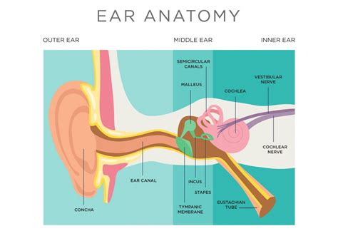Symptoms Treatments And Recovery Of Ruptured Eardrum Facty Health