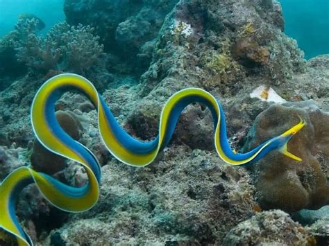 Ribbon Eel Care Rhinomuraena Quaesita Ultimate Guide