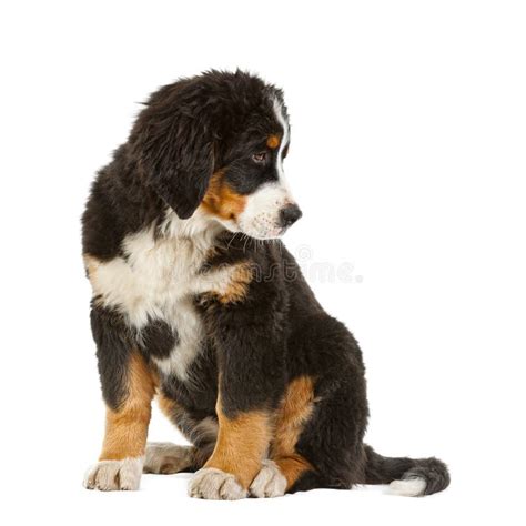 Puppy Bernese Mountain Dog Stock Image Image Of Mountain 18047833