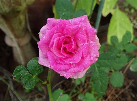 Rose Rosa Mimi Eden In The Roses Database
