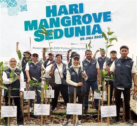 Ipc Marine Tanam 1000 Pohon Mangrove Di Kawasan Ecomarine Mangrove