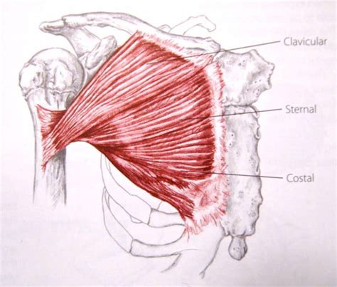 How Does The Pectoralis Major Work When Doing A Bench Press Anatomy