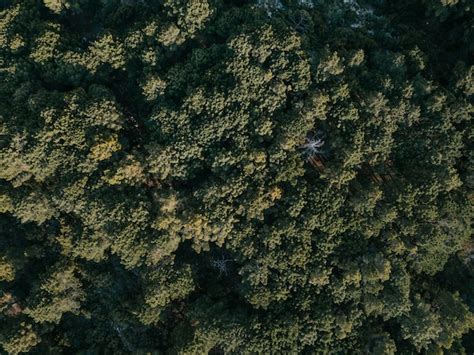 Free Photo Elevated View Of Coniferous Forest
