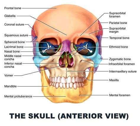 The Skull Anterior View Anatomy Images Illustrations Anatomy