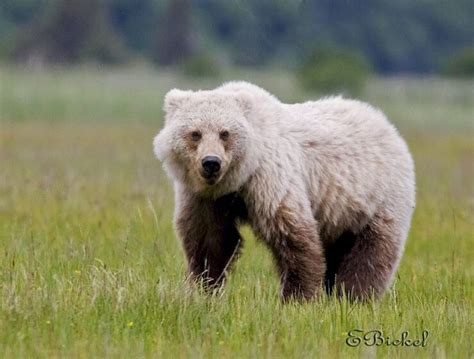 Grey Grizzly Bear Grizzly Bear Brown Bear Bears Grey Animals