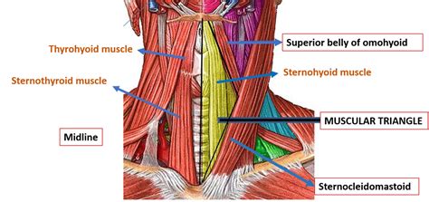 Muscular Triangle Anatomy