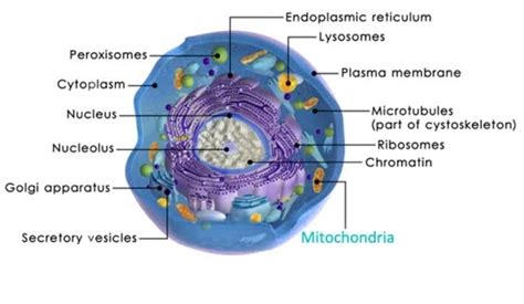 This energy is released during cellular respiration in the form of atp and is used Cellular respiration | How can mitochondria produce energy? - App Bazar