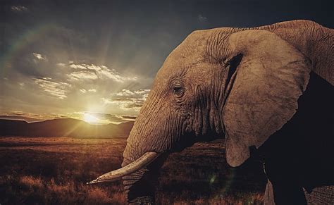 Animales Elefante Fondo De Pantalla Hd Wallpaperbetter