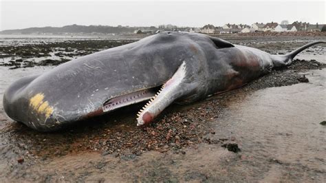 Sperm Whale Dies After Stranding Near Shoreline At Ardersier Bbc News