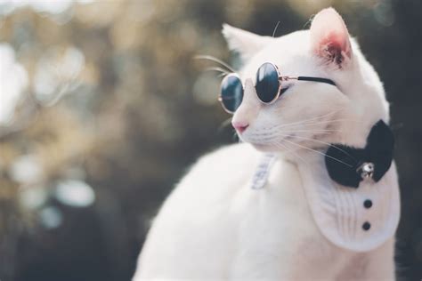 Portrait Of Tuxedo White Cat Wearing Sunglasses And Suit Animal