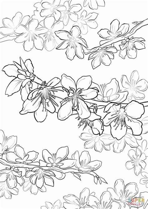 Japanese Cherry Blossom Coloring Pages At Free