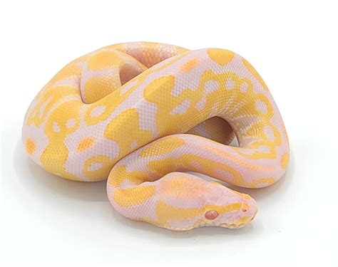 Ball Pythons Reptile Pets Direct