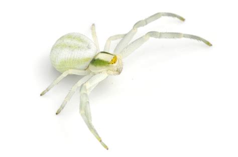11 Types Of Spiders In Kentucky Identify Common House Spiders With