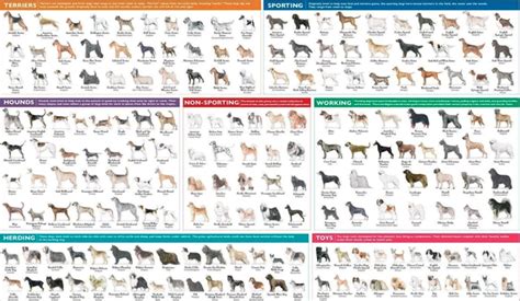 Toy Dogs Breeds List With Pictures Dog Bread