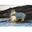 Polar Bear Shaking Water Off Photograph By Peter J Raymond