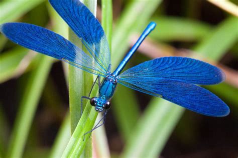 500px Photo Dragonfly By Alex Pit Blue Dragonfly Dragonfly Insects