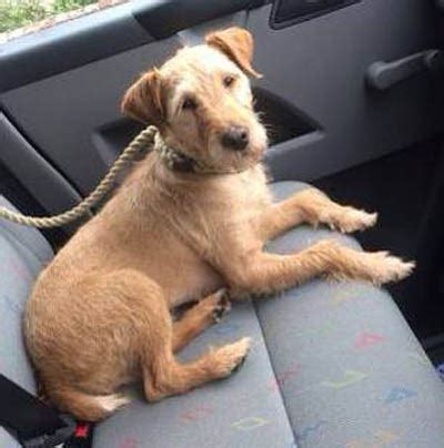 The lakeland terrier is a working terrier dog that was mainly created to protect the sheep and the crops from the foxes and vermin, and to hunt them down. Lakeland Terrier Dogs for Adoption and Rescue