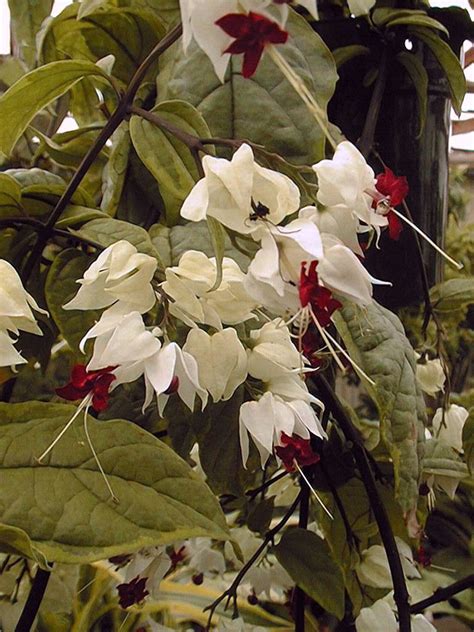 Bleeding Heart Glorybower Clerodendrum Thomsoniae