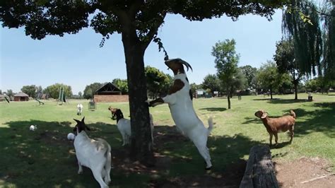 360 Video Of Goats At Bokkie Park Youtube