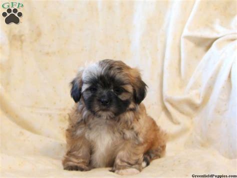 Browse thru shih tzu puppies for sale in missouri, usa area listings on puppyfinder.com to find your perfect puppy. Shih Tzu Mix Puppies For Sale In PA! | Shih tzu mix, Shih ...