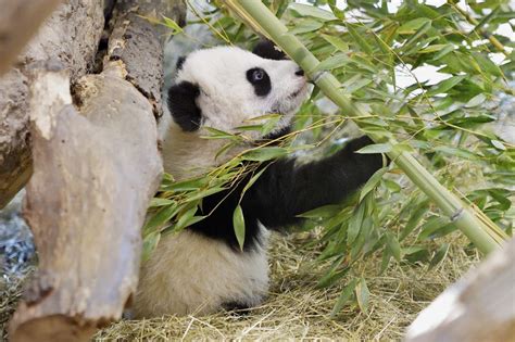 Panda Zwillinge Zeigen Sich Den Besuchern Tiergarten Schönbrunn