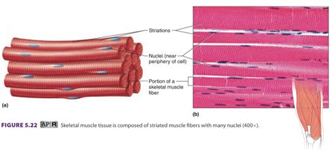 Skeletal Muscle Tissue Diagram Quizlet