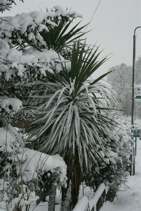 Free Stock Photo Of Palm Tree Snow Winter