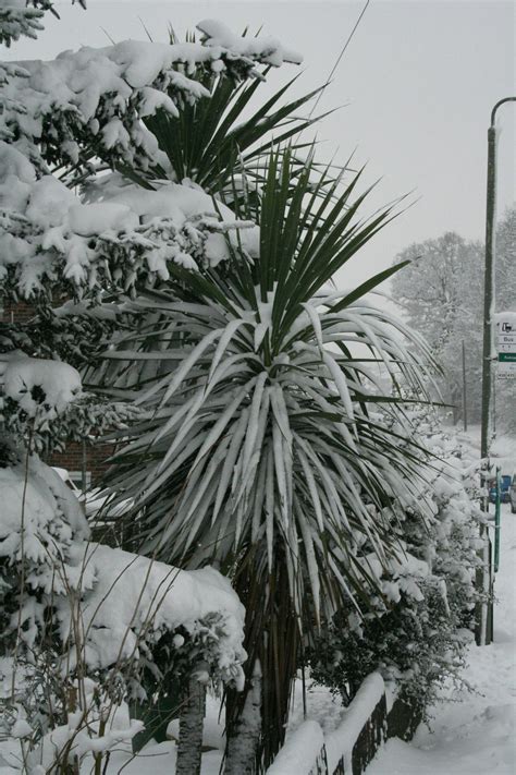 Free stock photo of palm tree, snow, winter