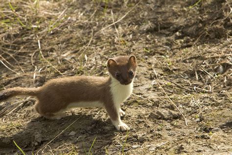 The Short Tailed Weasel Life Sped Up Mtpr