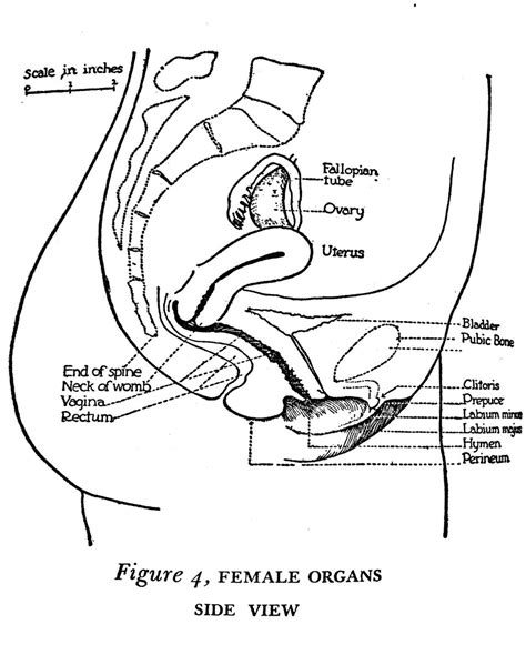 Female Organs Diagram Female Reproductive System Labeled Diagram