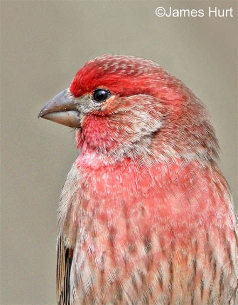 Tennessee Watchable Wildlife 100 Common Birds Of Tennessee House Finch