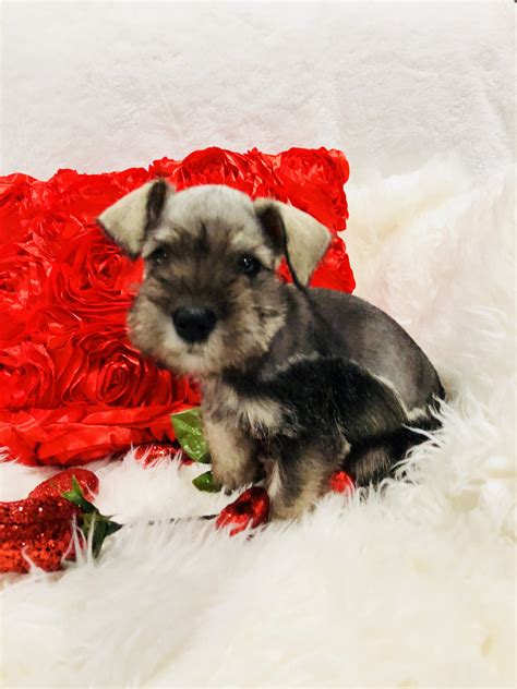 Although we have west showline german shepherd puppies for sale in texas, arrangements can be made to ship and sell a puppy to any state within the 48 contiguous states. Miniature Schnauzer Puppies For Sale | Houston, TX #262102