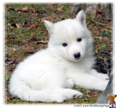 Wolf Dog Puppy Baby Wolves Cute Baby Animals