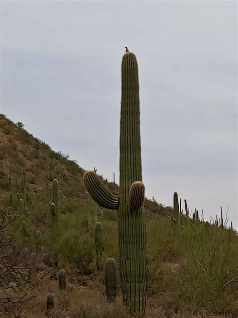 Saguaro Cacti This One May Be 100s Of Years Old Tuscon Az Cactus