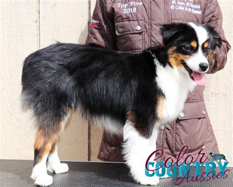 Dare Black Tri Female 1 Color Country Aussies