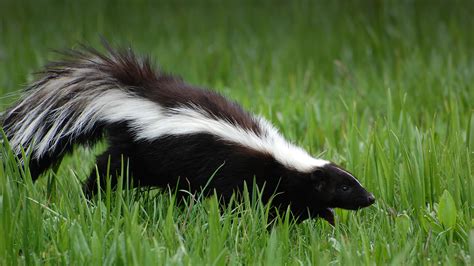 Striped Skunk San Diego Zoo Animals And Plants