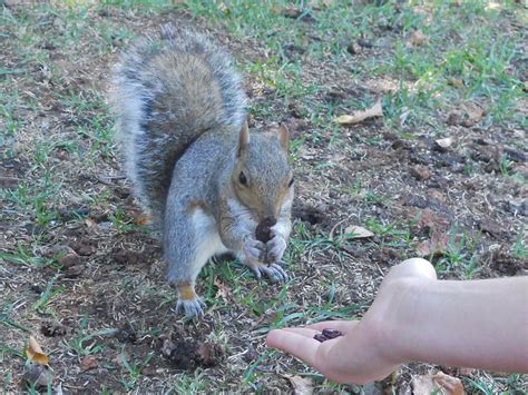 Feeding A Friendly Squirrel Squirrels Photo 16587906 Fanpop